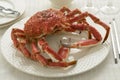 Whole cooked spider crab Royalty Free Stock Photo