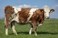 Whole cow, side view, tiny udder, standing upright, curly and muddy with straight drooping tail, blue sky at the horizon. seen