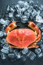 Whole crab on dark slate and ice Royalty Free Stock Photo