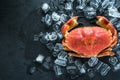 Whole crab on dark slate and ice