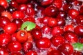 Whole cranberries cooking and boiling with pieces of jalepenos to make a hot and spicy cranberry sauce