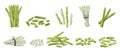 Whole and cut asparagus. Organic asparagus sticks and spears, fresh farm crop agricultural food, cartoon eco stick crop Royalty Free Stock Photo