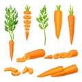 Whole and Cut into Slices Carrot Vector Set Royalty Free Stock Photo