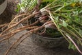 Whole dandelion plant with root