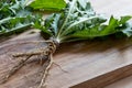 Whole dandelion plant with root on a wooden cutting board