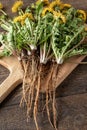 Whole dandelion plants with roots