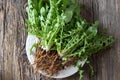 Whole dandelion plants with roots, top view