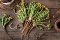 Whole dandelion plants with roots, top view