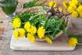 Whole dandelion plants with roots in a basket