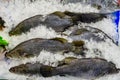 Dark Skinned Barramundi Fish on Ice, Sydney, Australia Royalty Free Stock Photo