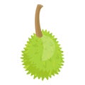 Whole durian icon cartoon vector. Sweet fruit