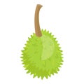 Whole durian icon cartoon . Sweet fruit