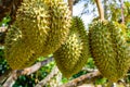 Whole durians fruit on the durian tree branch in the garden of Thailand Royalty Free Stock Photo