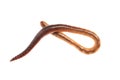 A whole earthworm isolated on white background Royalty Free Stock Photo