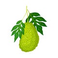 Whole Elliptical Jackfruit with Green Gummy Pimpled Shell Hanging on Tree Branch Vector Illustration