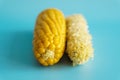 Whole and empty corn cob. Maize. Zea mays. Two boiled corncobs. One with delicious yellow-golden sweetcorn grains and Royalty Free Stock Photo