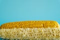 Whole and empty corn cob. Maize. Zea mays. Two boiled corncobs. One with delicious yellow-golden sweetcorn grains and Royalty Free Stock Photo