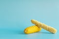 Whole and empty corn cob. Maize. Zea mays. Two boiled corncobs. One with delicious yellow-golden sweetcorn grains and Royalty Free Stock Photo