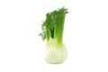 Whole fennel bulb isolated on white background Royalty Free Stock Photo