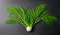 Whole fennel with leaves on dark background Royalty Free Stock Photo