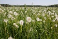 A whole field of dandelion clocks