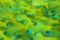 Whole frame of shoal of Bluestripe snapper fish Royalty Free Stock Photo