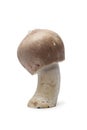 Whole fresh Almond mushroom Royalty Free Stock Photo