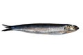 Whole fresh anchovy isolated on white background. Hamsi Royalty Free Stock Photo