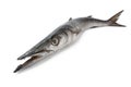 Whole fresh Barracuda fish Royalty Free Stock Photo