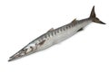 Whole fresh Barracuda fish Royalty Free Stock Photo