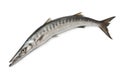 Whole fresh Barracuda fish Royalty Free Stock Photo