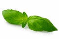 Whole fresh basil leaves isolated on white Royalty Free Stock Photo