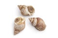 Whole fresh common whelk