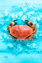 Whole fresh crab portrait