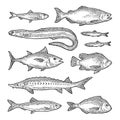 Whole fresh different types of fish. Vector engraving