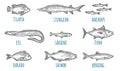 Whole fresh different types of fish. Vector engraving