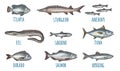 Whole fresh different types fish. Vector engraving vintage illustration