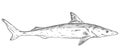 Whole fresh dogfish shark on white. Vintage engraving monochrome black illustration.