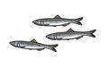 Whole fresh fish anchovy. Vector engraving vintage illustration
