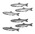 Whole fresh fish anchovy. Vector engraving vintage illustration