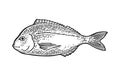 Whole fresh fish dorada. Vector black engraving vintage illustrations.