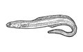 Whole fresh fish eel. Vector engraving vintage