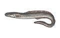 Whole fresh fish eel. Vector engraving vintage