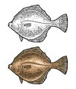 Whole fresh fish flounder. Vector color engraving vintage