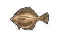 Whole fresh fish flounder. Vector color engraving vintage