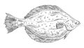 Whole fresh fish flounder on white. Vintage engraving monochrome black illustration.