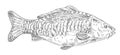 Whole fresh fish mirror carp on white. Vintage engraving monochrome black illustration.