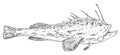 Whole fresh fish monkfish on white. Vintage engraving monochrome black illustration.