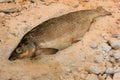 Whole fresh fish on a salt pan.Whole fish cooked in a salt