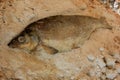 Whole fresh fish on a salt pan.Whole fish cooked in a salt